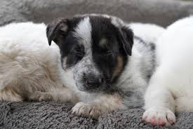 What do panda german shepherds look like? Panda Coat German Shepherd Puppy 5 Weeks Old Aww