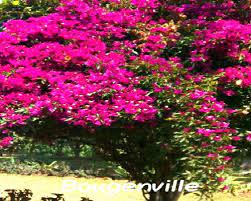 Bougenville atau bunga kertas adalah tanaman yang tumbuh tinggi dan tersebar banyak di wilayah tropis warna bunganya bervariasi mulai dari ungu muda, ungu gelap, pink pucat, pink hingga putih. Bunga Bougenville Riani S Flower Weblog