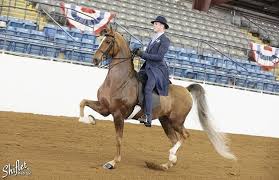 Rwc Deep Blue Secret Ssh Horses American Saddlebred Horses Show Horses