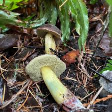 Image result for Xerocomellus diffractus