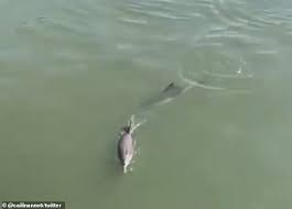 Three Dolphins Spotted In New York City S East River Daily Mail Online