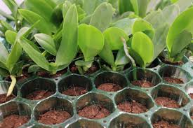 Orchideen müssen nach dem kauf umgetopft werden. Orchideen Umtopfen Anleitung Und Hinweise Zu Luftwurzeln Gartendialog De