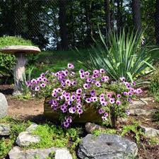 It is inspired on a echinopsis genera. 25 Log Planters Eco Friendly Planters How To Make A Log Planter
