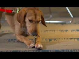 Removable gold teeth must be cleaned using a nonabrasive cleaner and then rinsed with warm water, and a soft cloth is recommended to polish the gold to bri removable gold teeth must be cleaned using a nonabrasive cleaner and then rinsed wit. About Greenies Dental Treats Pet Tartar Control Greenies