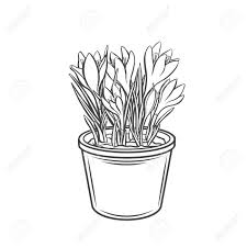Maybe you would like to learn more about one of these? Crocus In A Pot Outline Icon Drawing Garden Flowers For Gardening Desing Priduction Garden Tools Vector Illustration Royalty Free Cliparts Vectors And Stock Illustration Image 148571206