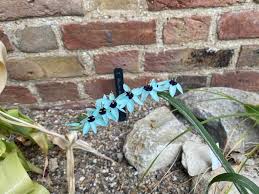 Image result for Hypoxis monanthos