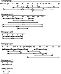 Image result for Cucumis quintanilhae