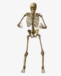 Altogether, the skeleton makes up about 20 percent of a person's body weight. Human Skeleton Hd Png Download Kindpng