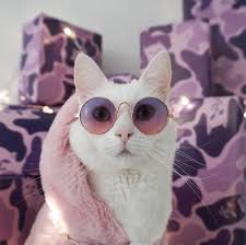The cat fanciers' association (cfa) recognizes 22 cat breeds that can come with solid black coats. Zappa The Instagram Model Cat Has A Closet Of Tiny High Fashion Clothes People Com