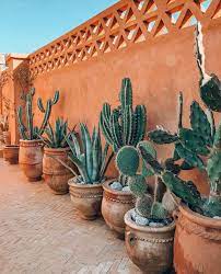 Vehicles, safety signs, shop fronts, banners, a.frames, flags, real estate signage, business cards. 100 Best Cactus Ideas Cactus Planting Flowers Plants