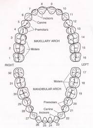 6 Teeth Numbers Chart Divided Into 4 Quadrants Teeth