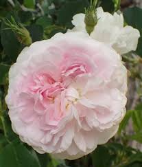 Image result for Chloris