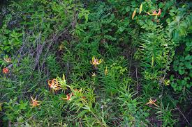 Image result for Orthochilus ruwenzoriensis