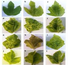 Do you have a fig tree in your yard? Symptoms Of Fig Mosaic Diseased Plants Observed In Inspected Fig Download Scientific Diagram