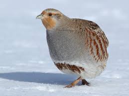 We did not find results for: Gray Partridge Ebird