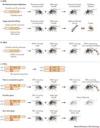 Cooks pest control is an amazing pest service. Beyond Insecticides New Thinking On An Ancient Problem Nature Reviews Microbiology