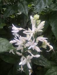 Image result for Whitfieldia thollonii