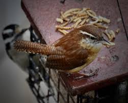 Learn vocabulary, terms and more with flashcards call: Celery Farm And Beyond My Column Carolina Wrens Love The Burbs