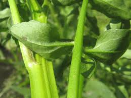 Image result for Nasturtium microphyllum