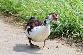Itik hitam is on facebook. Burung Bebek Berotot Pindah Bulu Warna Putih Coklat Hitam Berjalan Gang Pikist