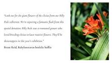 10 curiosities about our beloved boslelies | Babylonstoren