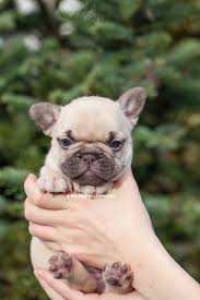 If they offer you a puppy and the price is well below that of the regular price be aware that bulldogs price ranges. French Bulldog Coat Colors Nw Frenchies Breeder In Washington State Northwest Frenchies