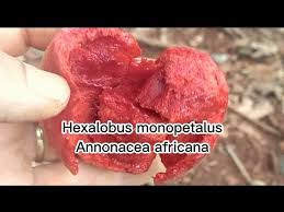 Image result for Hexalobus monopetalus