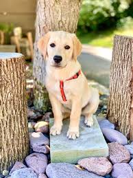 We test with ofa, embark genetics, paw print genetics, and penn hip. Pin On Sir Gordon