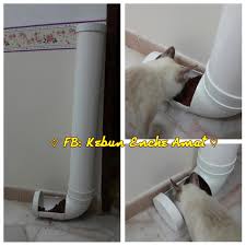 Bekas makanan kucing sering menjadi sasaran semut. Bz8v7z7usytggm