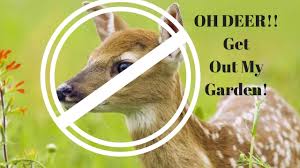 The smell of blood naturally alerts deer of danger, tricking them into thinking one odd but effective way to keep deer out of your vegetable gardens and flower beds is to leave hair clippings scattered across the soil. The Easiest Way To Keep Deer Away From Your Garden And Fruit Trees Youtube