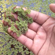 Image result for Azolla pinnata