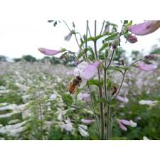 Image result for Sclerochiton hirsutus