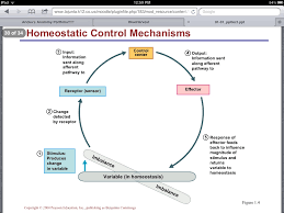 Homeostasis Arickas Anatomy Blog