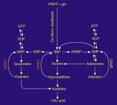 Lesch Nyhan Syndrome An Overview Sciencedirect Topics