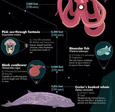 32 Of The Most Bizarre Deep Sea Creatures Discovered So Far Infographic Deep Sea Creatures Sea Creatures Deep Sea