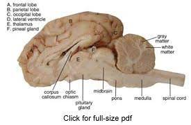 Sheep Brain Dissection Project Guide Hst Learning Center Dissection Brain Anatomy Life Science Middle School