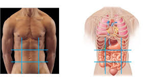 Webmd's aorta anatomy page provides a detailed image and definition of the aorta. Unlabeled Diagrams Of Abdominal Quadrants Trusted Wiring Diagram