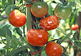 I am finding the 'early and prolific' part. Tomato Stupice Eden Seeds