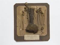 Image result for Selaginella imbricata