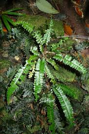 Image result for Lindsaeaceae