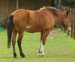 Why Do Horses Sleep Standing Up Why Dowhy Do