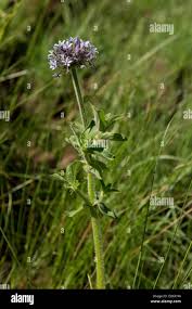 Image result for Pentanisia prunelloides