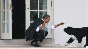 57,047,348 likes · 41,230 talking about this. Barack Obama Trauert Um Seinen Hund Bo Stern De