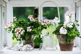 Pelargonium Image Database