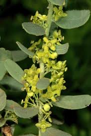 Image result for Antizoma angustifolia