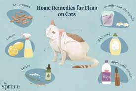 Take a look at our flea remedies for dogs. 6 Home Remedies For Fleas On Cats