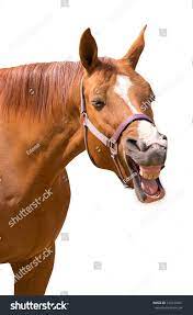 121 Horse Gape Images, Stock Photos & Vectors | Shutterstock