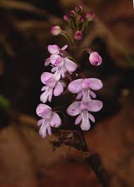 Image result for Cynorkis debilis