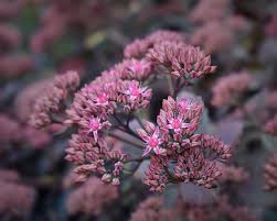 Image result for Sedum