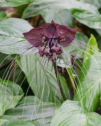 Plant or animal product type. Bat Flower Plant Tacca Chantrieri Plantvine